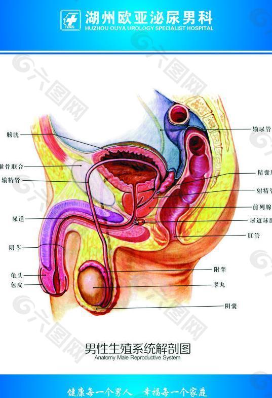 男科生殖系统解剖图图片