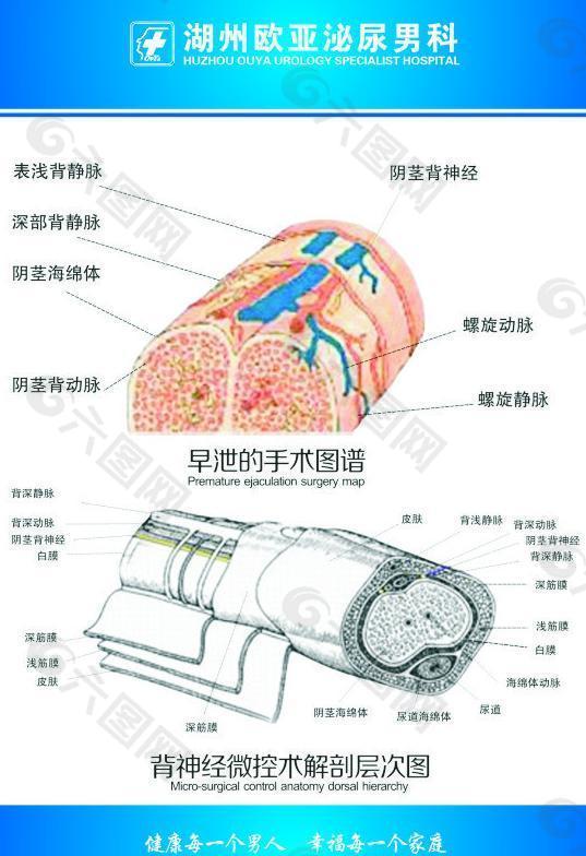 医生科室图谱背神经图片