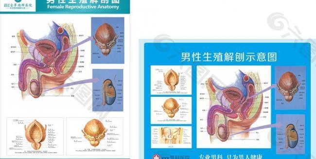 男科解剖图图片