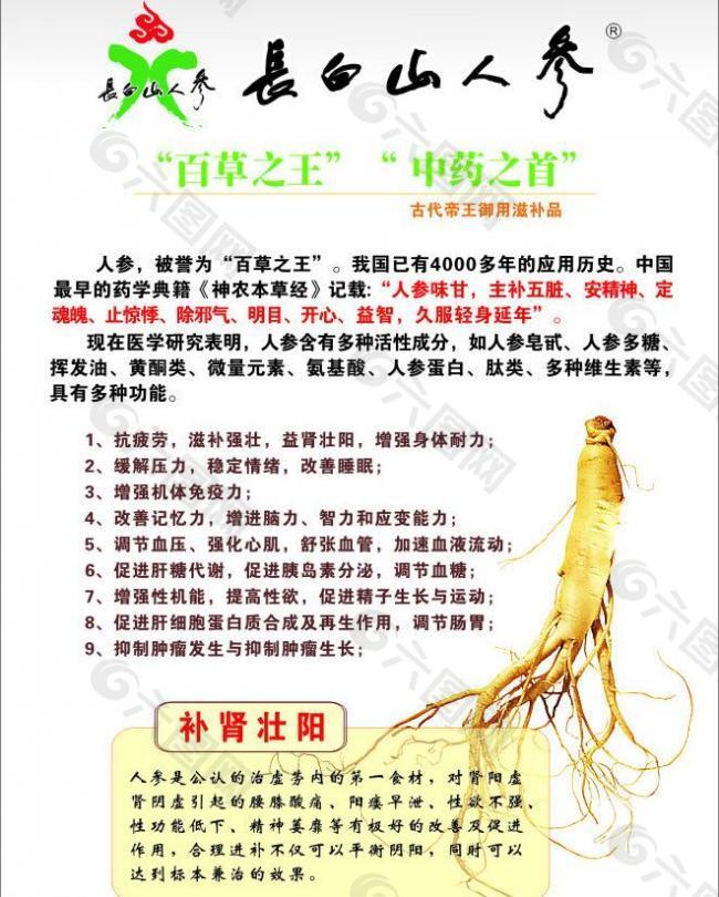 长白山人参图片