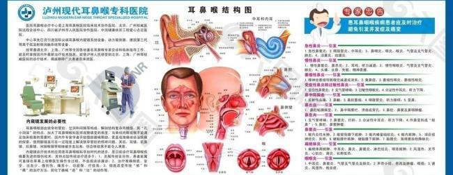 耳鼻喉剖面图图片