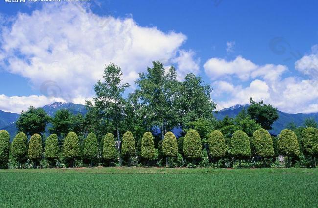 田园剪影图片