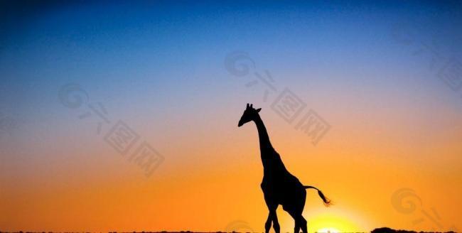 长颈鹿剪影图片