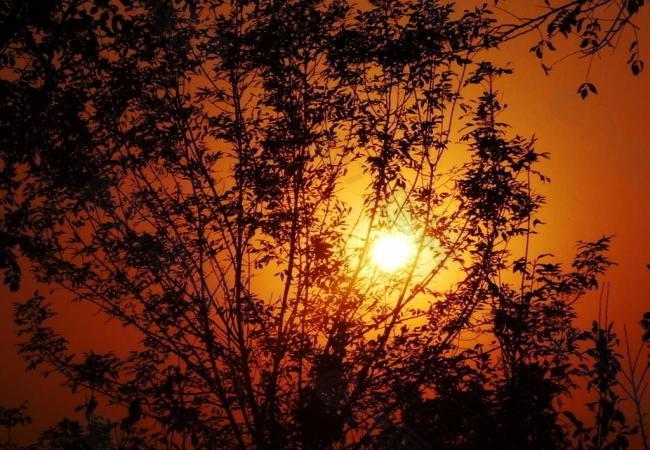 夕阳中树的剪影图片