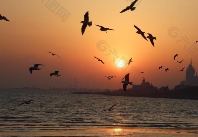 夕阳下海鸥剪影图片