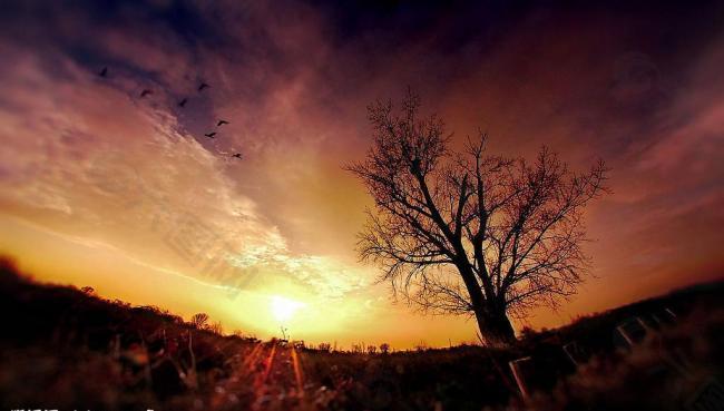 非洲草原夕阳光辉树木剪影天空飞鸟云层图片