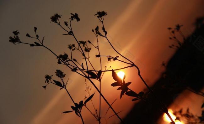 植物 夕阳图片