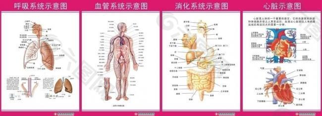 内科解剖图图片