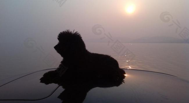 夕阳 泰迪犬图片