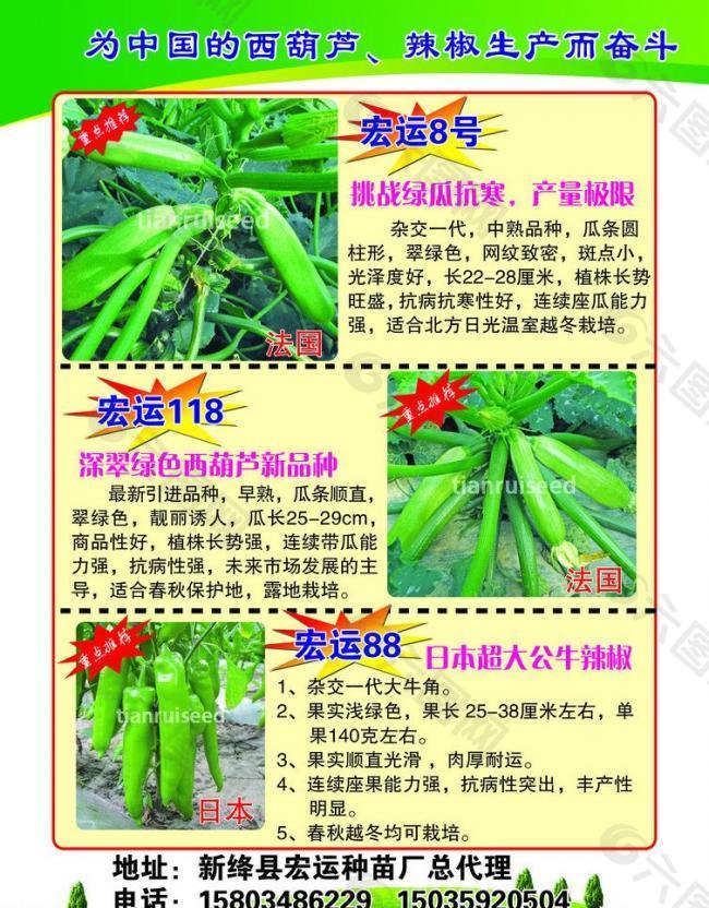 番茄2号图片