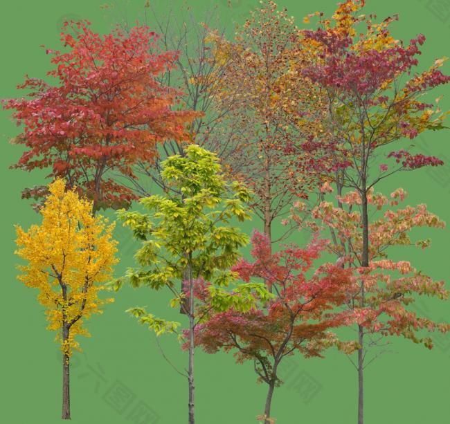 色叶树素材图片
