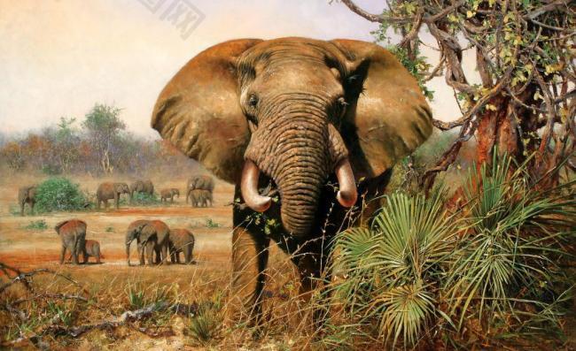 油画画稿 动物 大象图片