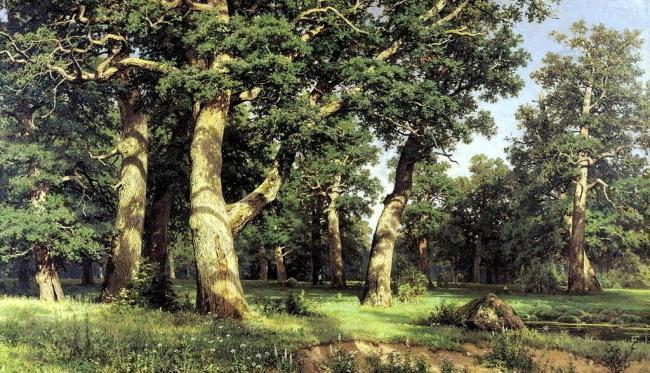 希什金油画 橡树林图片