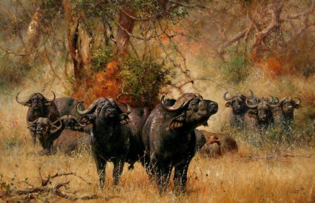 油画非洲水牛图片
