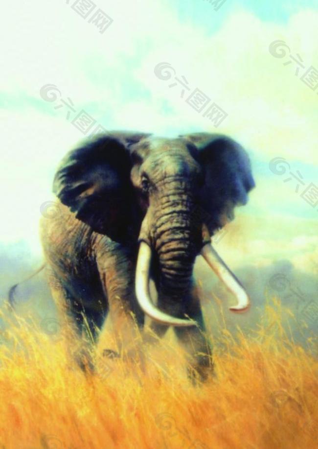 在草原上的大象图片