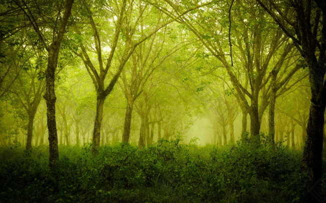 意境绿色深林背景