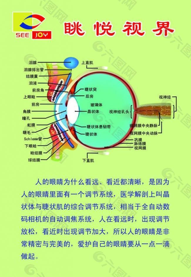 眼部解剖图展板图片