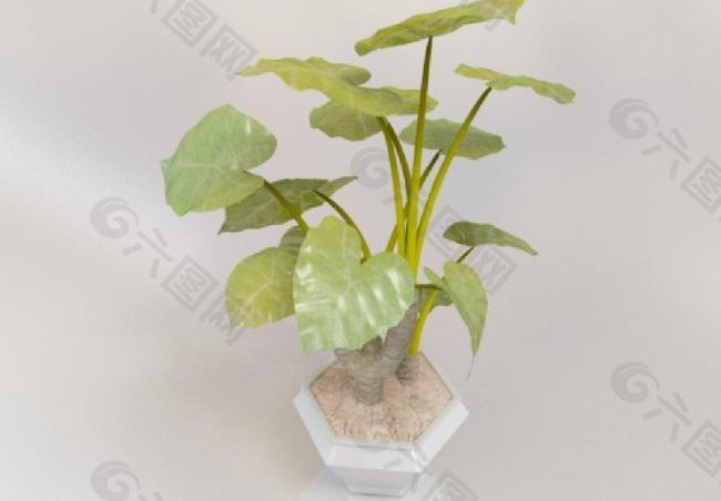 3d绿植模型图片