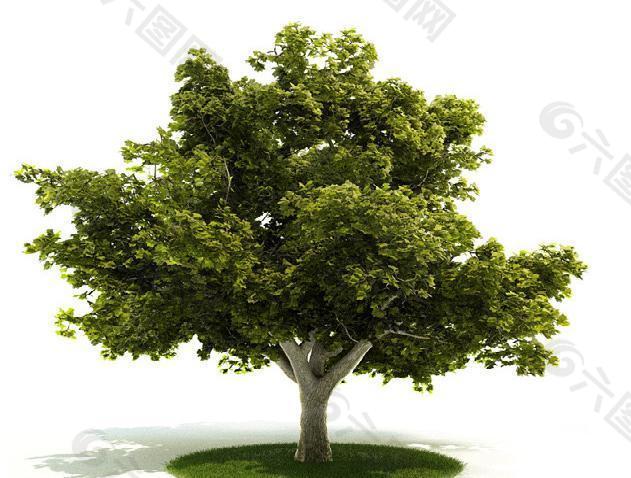 3d树木模型图片