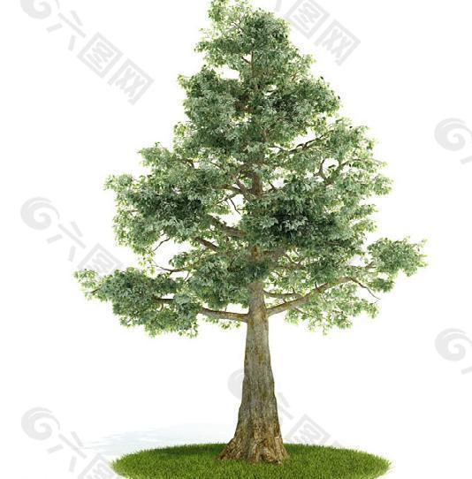 精致树木3d模型图片