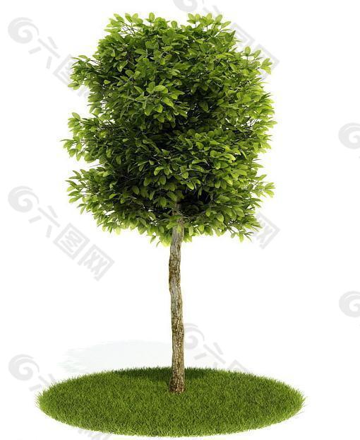 3d绿色树木模型图片