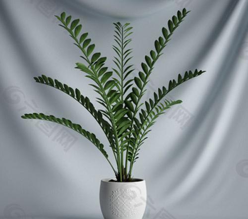 3d精美盆栽植物模型图片