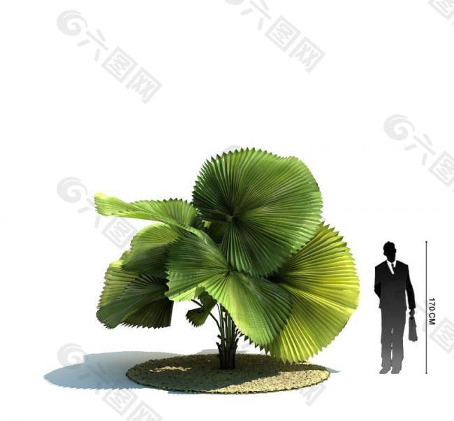 绿色植物模型图片