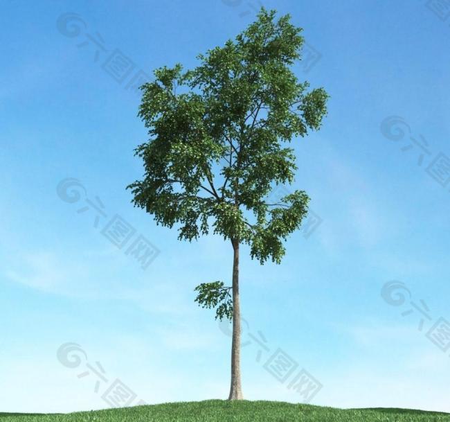 树木模型 高大植物图片