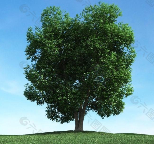 树木模型 高大植物图片