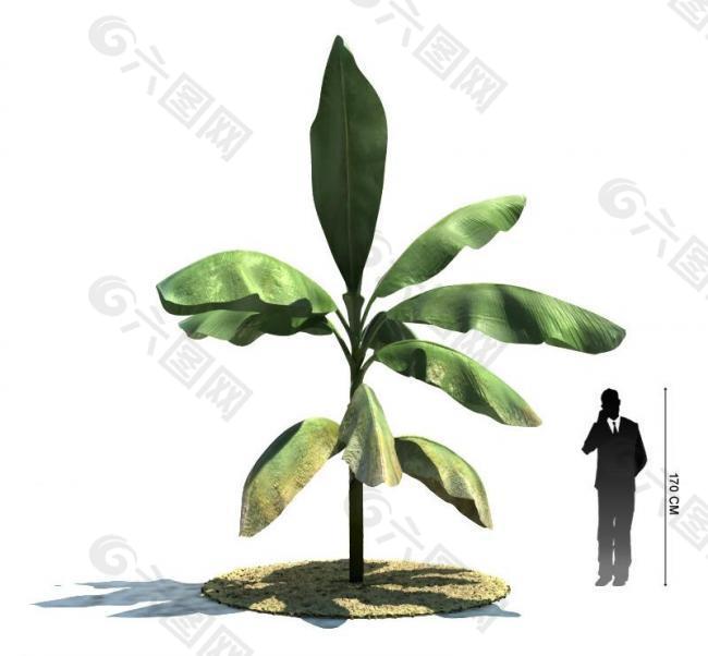 绿色植物三维模型图片