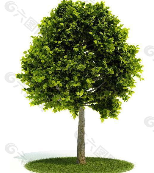 精美绿色树木模型图片