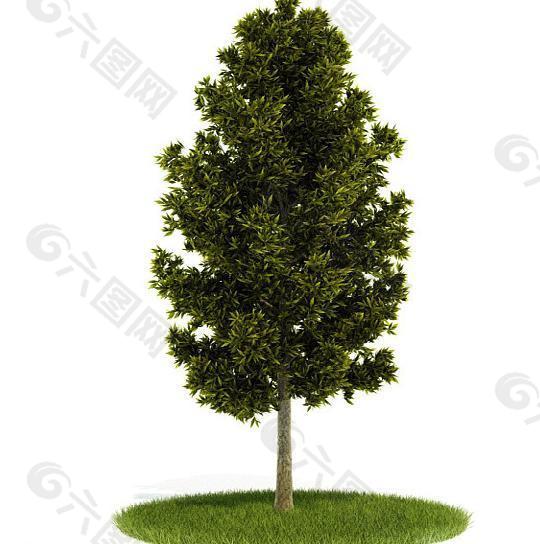 绿色树木三维模型图片