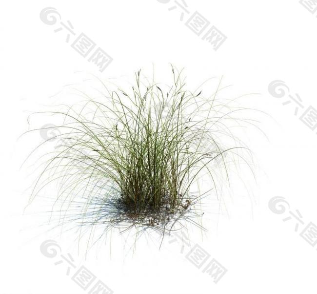 植物模型 草模型图片