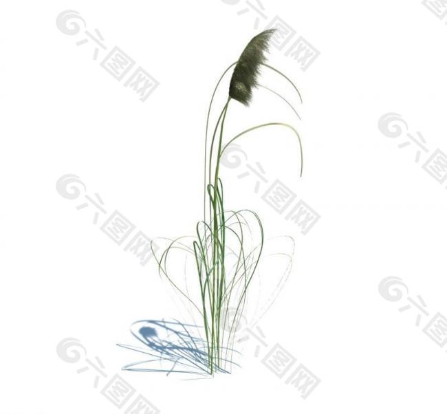 植物模型 小草模型图片
