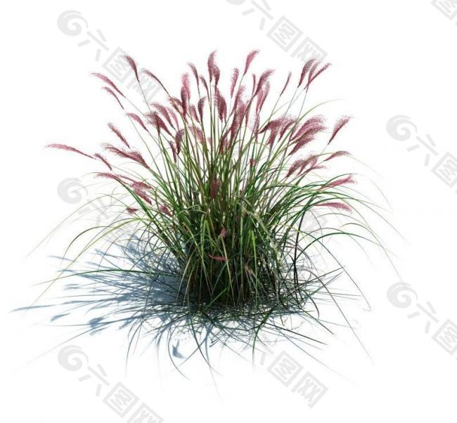 植物模型 草模型图片