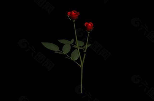 一支红玫瑰图片