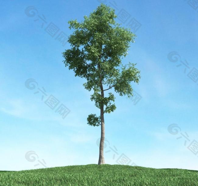 树木 高大植物模型图片