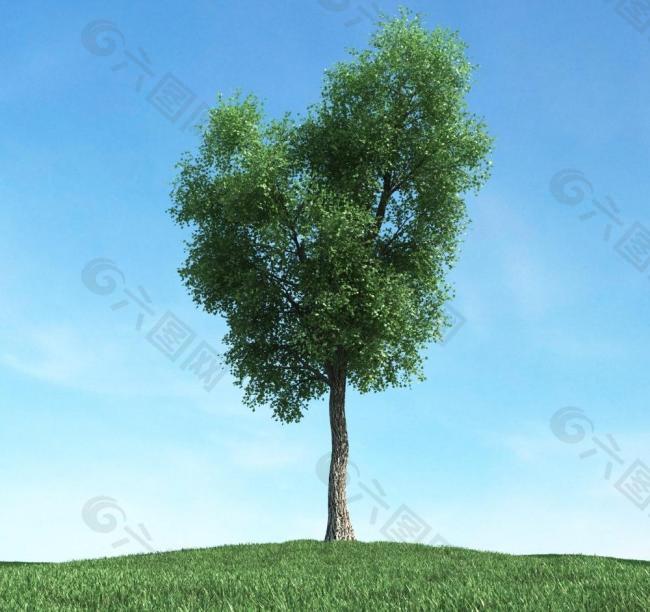 树木 高大植物模型图片