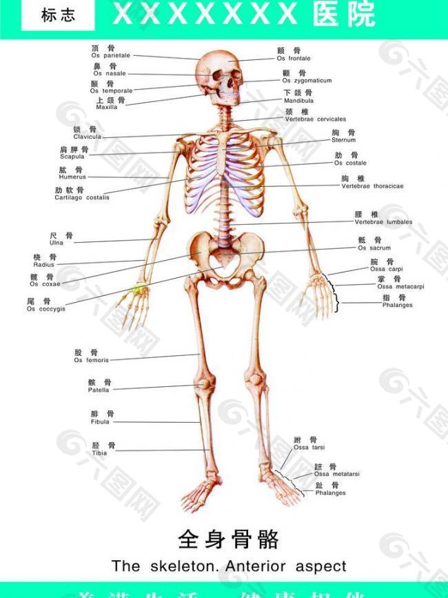 女性人体骨骼名称图片