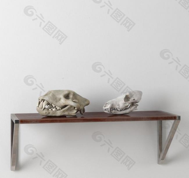 骨骼 动物骨骼模型图片
