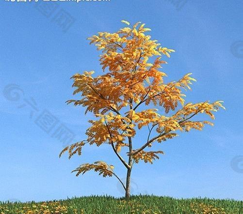 秋季树木模型 红叶图片