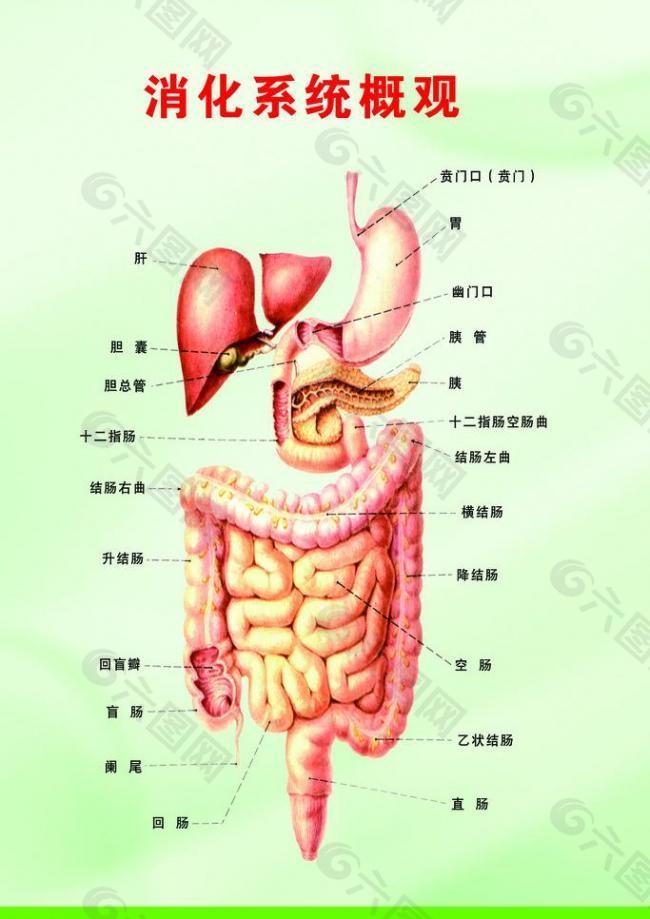 胃肠展板图片