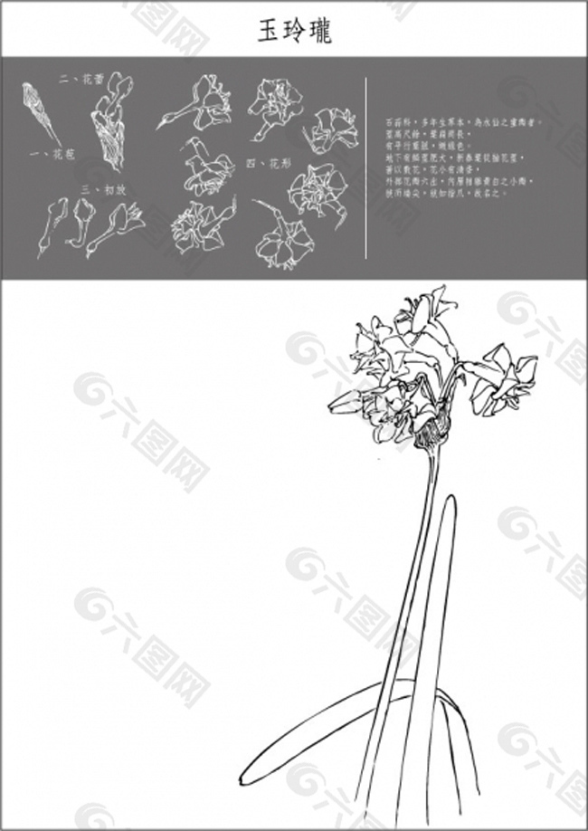 矢量白描花卉