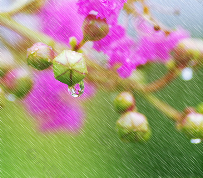 雨中花绿色花朵