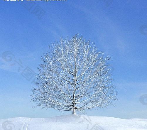 冬季树木模型 树模型图片
