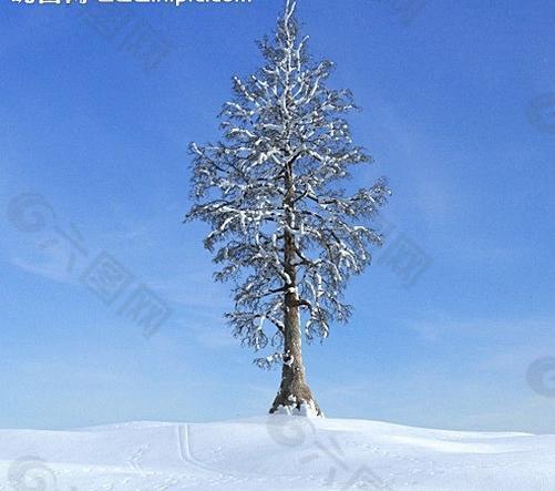 冬季树木模型 树模型图片
