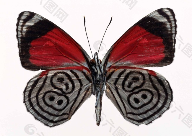 蝴蝶创作原始素材大红色翅膀