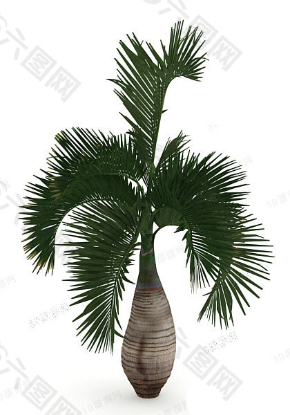 棕榈树 3d模型