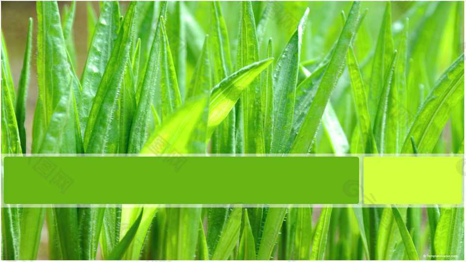 高清绿色植物背景活力呈献绿色PPT模板