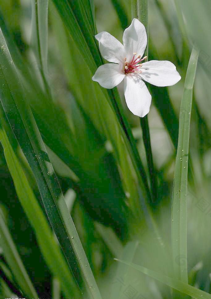 油桐花四月雪